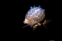 Jewel
Location :Lembeh Indonesias
Canon 5dsr
Canon EF ... by Yung Sen Wu 